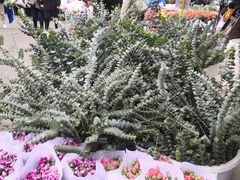 -循礼门鲜花花市(武汉循礼门店)