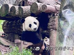 -都江堰中华大熊猫苑