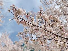 -西北湖绿化广场