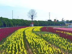 -杭州湾海上花田景区