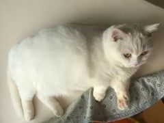 -飞行喵MR PILOT|猫舍·猫咖(静安大融城店)