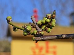 -莘庄梅园