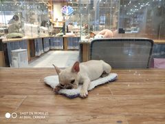 -狗道宠物(常熟印象城店)