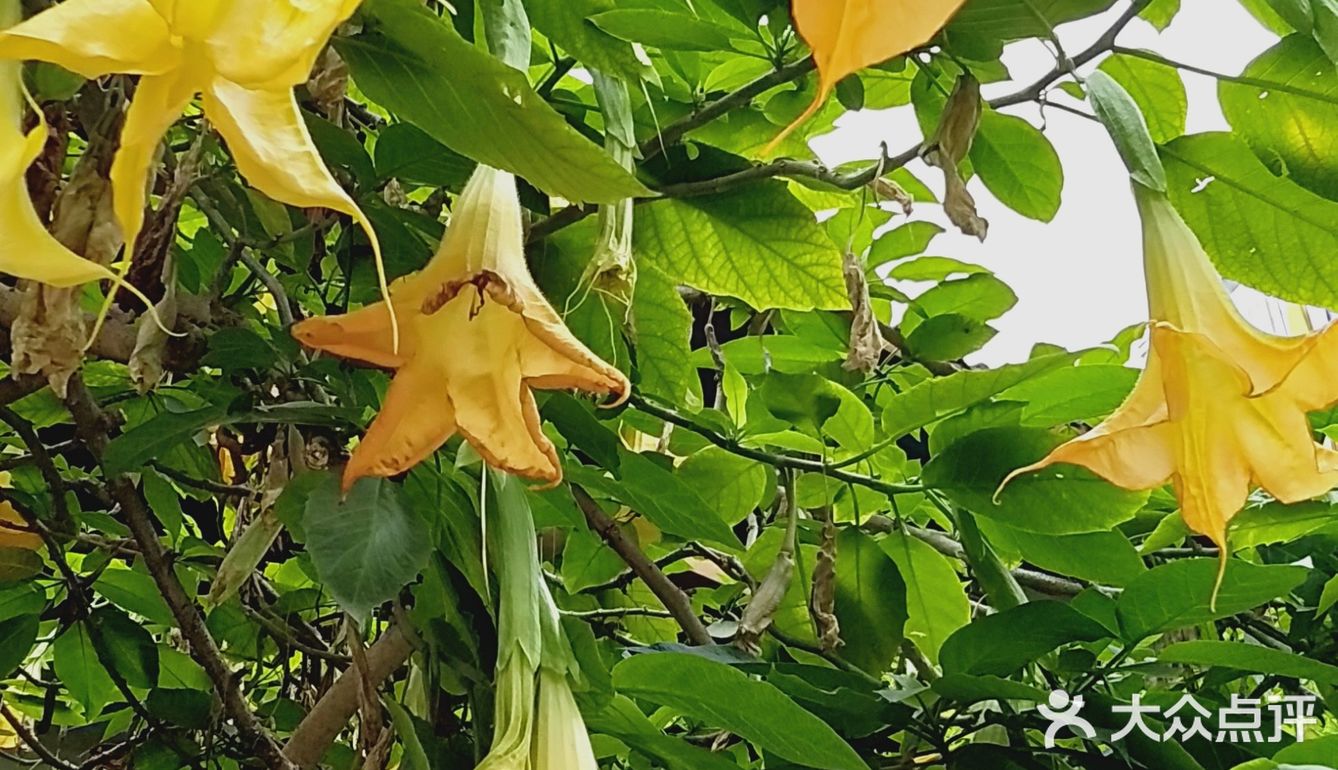 院内呢有曼陀罗，还有憨态可掬的小和尚