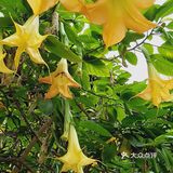 院内呢有曼陀罗，还有憨态可掬的小和尚