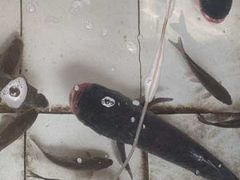 -水库活鱼馆(于桥水库店)