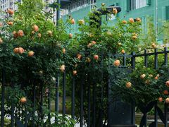 -杭州观成实验学校