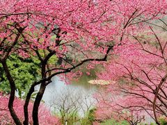 -重庆彩云湖湿地公园