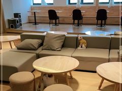 -猫腻·猫咖·撸猫馆(星光大道店)