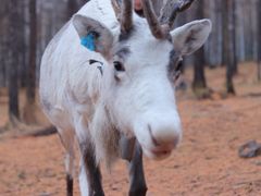 -莫尔道嘎国家森林公园