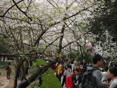 -武汉大学-樱园