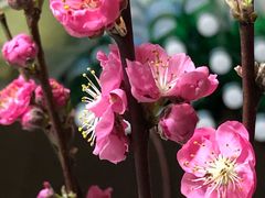 桃花-盒马鲜生(金桥国际广场店)
