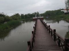 -荷兰花海