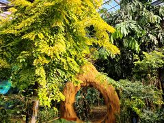 -呀路古热带植物园