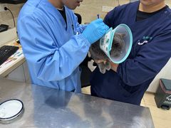 -瑞派天使宠物医院·神经外科·骨科·核磁CT(洛川中路店)