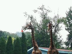 -大连森林动物园