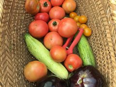 -庞各庄翠芳园西瓜蔬菜基地采摘园