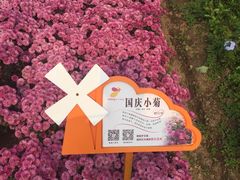 -荷兰花海