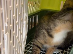 -贝康宠物医院·犬猫全科·小动物特色诊疗中心(东环路店)