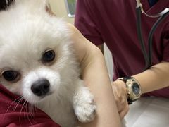 -瑞鹏宠物医院·爱宠堂·骨外专科(西荷分院)