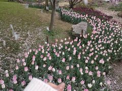 -苏州上方山国家森林公园