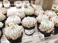 -鹿岛生活(熙地港店)