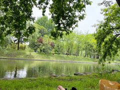 -上海共青森林公园