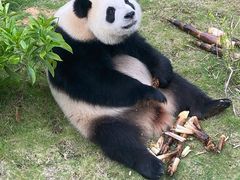 -泉州海丝野生动物世界