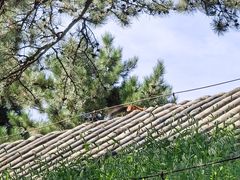 -承德避暑山庄景区