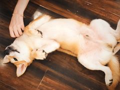 -豆柴町-柴犬主题狗咖(红鼎国际C座店)