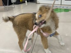 -艾贝尔宠物医院 ·中兽医·宠保定点(北门桥店)