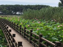 -洪湖生态旅游区