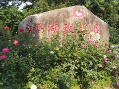 -鹅湖玫瑰文化园