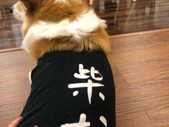 -豆柴町-柴犬主题狗咖(红鼎国际C座店)