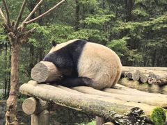 -都江堰中华大熊猫苑