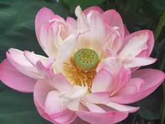 -陈家山荷花公园