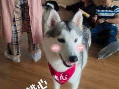 -Husky Go! 哈士奇体验馆·宠物咖啡厅狗咖