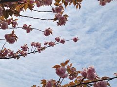 -高东镇樱花园