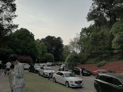 -铁山坪森林公园