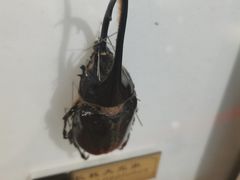 -上海昆虫博物馆