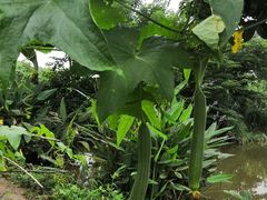 -南汇新场正宗水蜜桃采摘