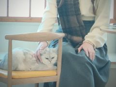 -Let's go狗咖·猫咖·奶狗·桌游(春熙路IFS店)