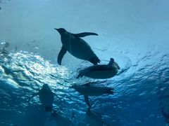 -帝企鹅自助餐厅•儿童岛•真企鹅(长隆企鹅酒店)