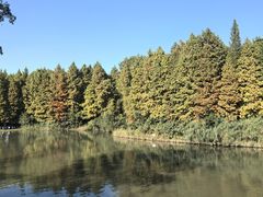 -溱湖国家湿地公园