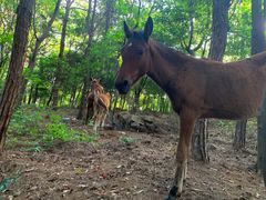 -铁山坪森林公园