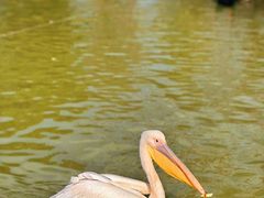 -常州淹城野生动物世界