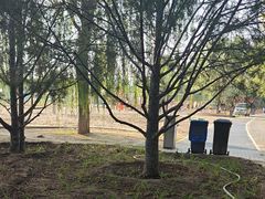 -大兴滨河森林公园