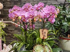 -豆豆花艺(新光天地店)