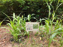 -广州神农草堂中医药博物馆