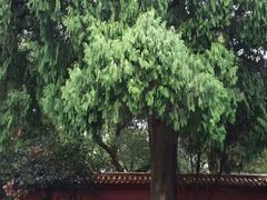 -南岳衡山风景名胜区-南岳大庙